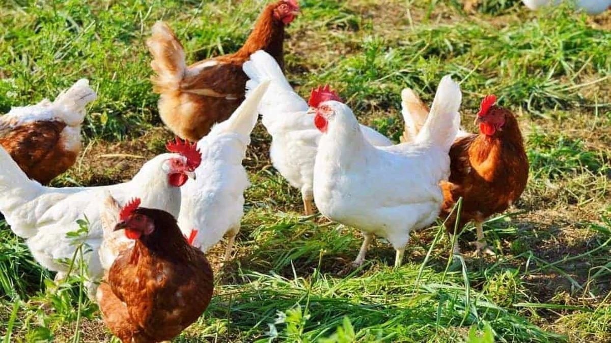 मुर्गियों की हत्या (Photo: Representational)