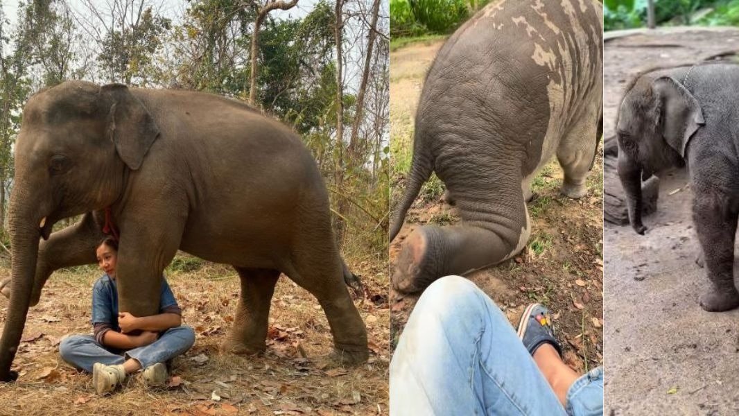 हाथी का बच्चा और केयरटेकर का वीडियो काफी वायरल हो रहा है. ( Photo: ttxxystory)