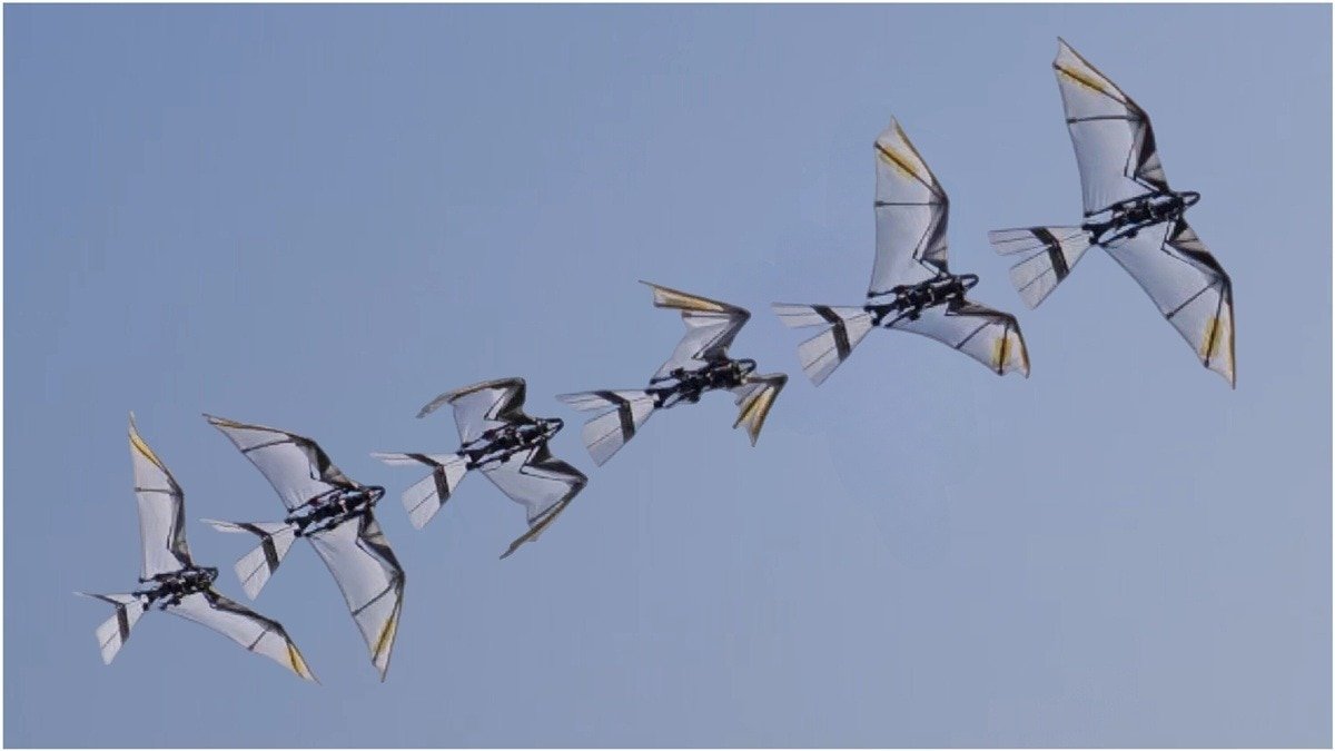 RoboFalcon 2.0 में फ्लैप विंग दिए हैं. (Photo: Science.org)