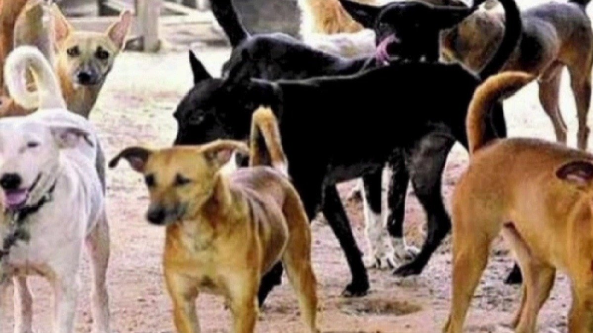 बुजुर्ग पर कुत्तों ने हमलाकर ले ली जान (Photo: ITG)