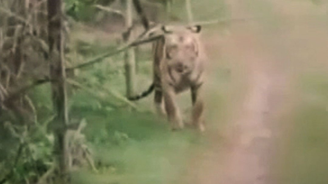 बहराइच: खेत के पास अचानक निकल आया बाघ