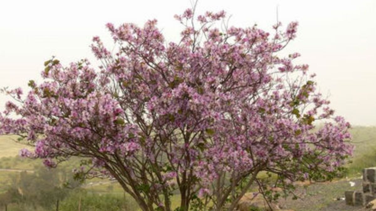 कोविदार वृक्ष वास्तु